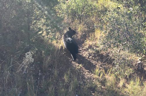 This Black bear was spotted in early December near the Lost Mine Trail in Big Bend National Park. Photo: John Waters